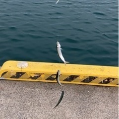海釣り行ける人いませんか？