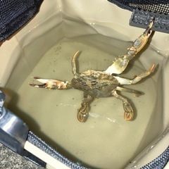 海釣り行ける人いませんか？ - 太田市