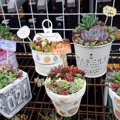 多肉植物　寄せ植え、単品販売の画像
