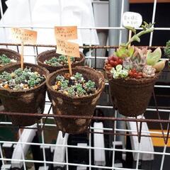 多肉植物　寄せ植え、単品販売の画像