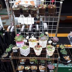 多肉植物　寄せ植え、単品販売の画像