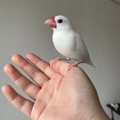 白文鳥　３歳