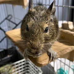 デグー　アグーチ　4才