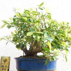 盆栽黄金ガジュマル