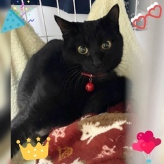 お喋りノアちゃん♀推定5ヶ月