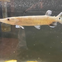 ブラントノーズガー