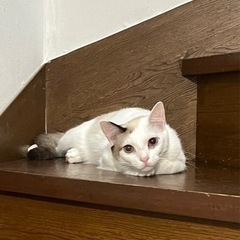 ★里親募集中★人慣れ？逆に俺に慣れてくれー！猫上級者様にお願いします。元猛獣リッツ☆ - 市原市