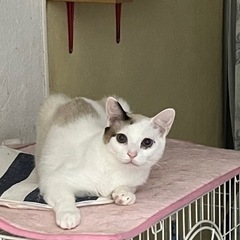 ★里親募集中★人慣れ？逆に俺に慣れてくれー！猫上級者様にお願いします。元猛獣リッツ☆ - 猫