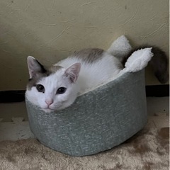 ★里親募集中★人慣れ？逆に俺に慣れてくれー！猫上級者様にお願いします。元猛獣リッツ☆ − 千葉県