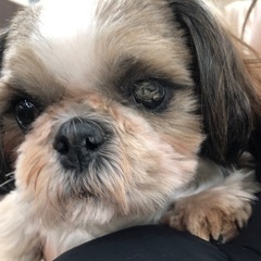 繁殖犬 引退 男の子 シーズー