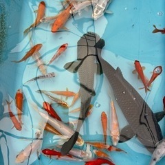 鯉　錦鯉　コイ　金魚　メダカ　真鯉　