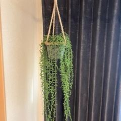 観葉植物　フェイクグリーン