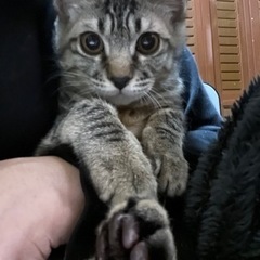キジトラのゴロゴロ3ヶ月の男の子♡(仮決定)