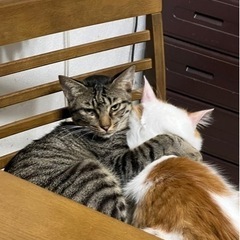 ★里親募集中★甘え方がわからない究極のシャイボーイ☆藤くん。猫上級者様、お願いします。 - 市原市