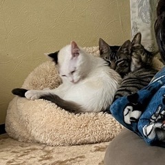 ★里親募集中★甘え方がわからない究極のシャイボーイ☆藤くん。猫上級者様、お願いします。 - 猫