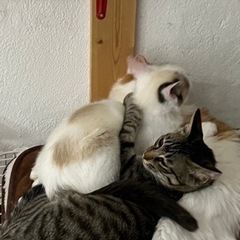 ★里親募集中★甘え方がわからない究極のシャイボーイ☆藤くん。猫上級者様、お願いします。 − 千葉県