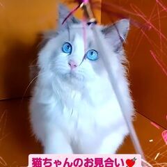 3/3(日)譲渡会♪8月生ラグドール♂ブルーポイントバイカラー(...
