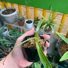 食虫植物ウツボカズラ・アラタ（1株）の画像