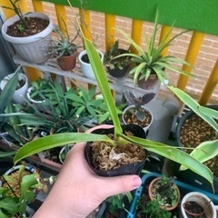 食虫植物ウツボカズラ・アラタ（1株）の画像