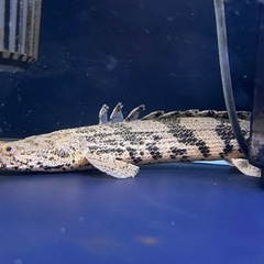 【熱帯魚】値下げ ポリプテルス　エンドリケリー　ダトニオセット