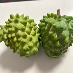 アテモヤの中古が安い！激安で譲ります・無料であげます｜ジモティー