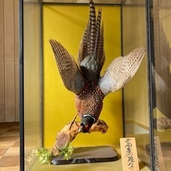 キジ 剥製 ガラスケース付 昭和レトロ 置物 アンティーク