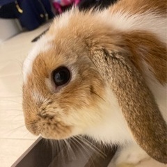 里親ドタキャンの為再度募集。ロップイヤーラビット