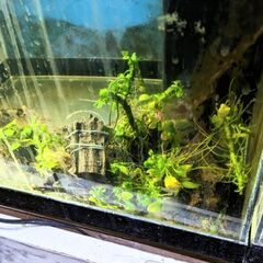 小さめ　流木付きアヌビスナナ　無料です