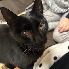 人懐っこいキャリア黒猫ちゃん女の子 - さいたま市
