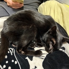 人懐っこいキャリア黒猫ちゃん女の子 - 猫