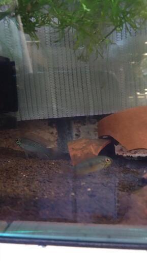 アピストグラマ　フラベリカウダWF1　1ペア