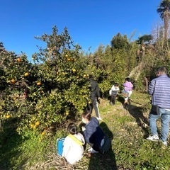 🧑‍🌾農業体験よろこびファーム🍊2/17🧑‍🌾の画像