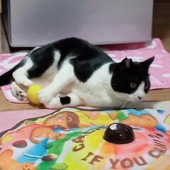 3才　ヤンチャなオス
