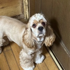 里親の募集