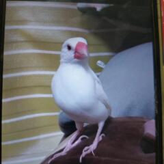 白文鳥　1歳　手乗りです。