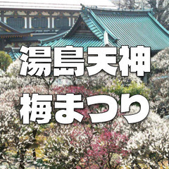 文京梅まつり｜湯島天神で梅の鑑賞と歴史散歩をします♪