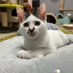 甘えん坊元気いっぱい前髪っ子