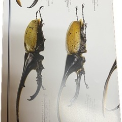 カブトムシ カレンダーの画像