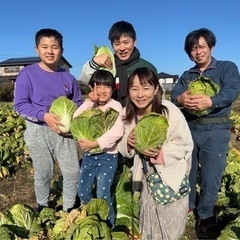 農薬少なめの白菜売ります。