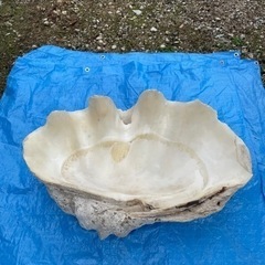 巨大シャコ貝
