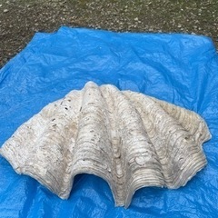 巨大シャコ貝