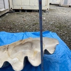 巨大シャコ貝