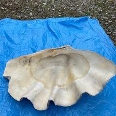 巨大シャコ貝