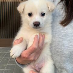 生後2ヶ月　おもちくん里親募集