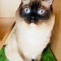里親募集🐱ラグドール女の子5歳