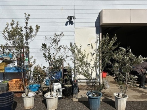 オリーブの木　4本　植え替え用植木鉢とスチールの鉢カバー付き