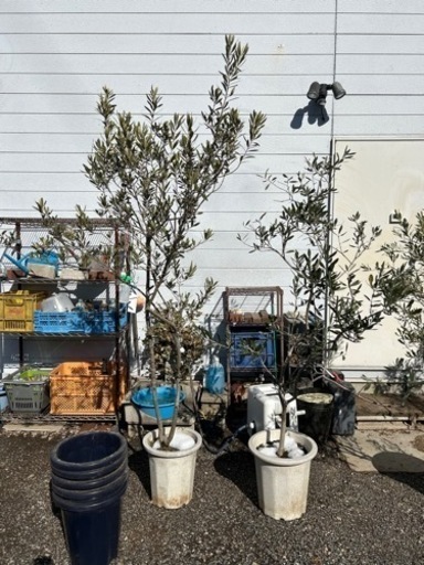 オリーブの木　4本　植え替え用植木鉢とスチールの鉢カバー付き