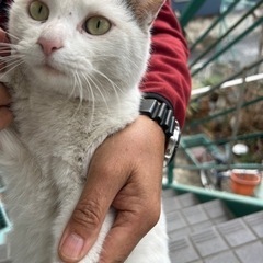 10ヶ月くらいのミケちゃん(ご相談中)