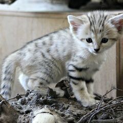 スナネコ・サンドキャット　CB　ペア - 町田市