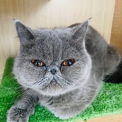 里親募集🐱エキゾショート女の子1歳